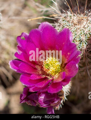 Hedgehog Cactus mit schönen rosa Blüte in der Nähe von im südöstlichen Arizona Stockfoto