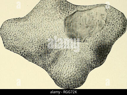 . Bulletin der Büffel Gesellschaft der Naturwissenschaften. Natürliche Geschichte; Wissenschaft. 142 NEW YORK STATE MUSEUM hexagonal, nicht gerundet und in der Größe variieren nach dem Alter der einzelnen; septal Stacheln in eine oder mehrere Zeilen. * £ £&amp; .. Abb. 36 Favosltes pyrlformis. Bitte beachten Sie, dass diese Bilder sind von der gescannten Seite Bilder, die digital für die Lesbarkeit verbessert haben mögen - Färbung und Aussehen dieser Abbildungen können nicht perfekt dem Original ähneln. extrahiert. Buffalo Gesellschaft der Naturwissenschaften. Buffalo, N.Y.: Büffel Gesellschaft für Naturwissenschaften Stockfoto