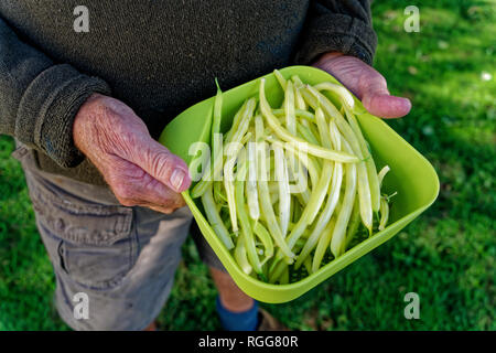 Mann hält eine collander gelb Wachs Bohnen. Stockfoto