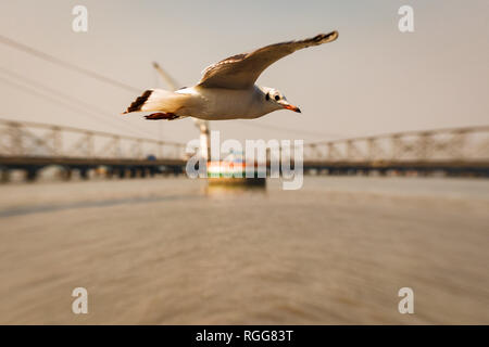 Eine Möwe das Fliegen von Uns Stockfoto