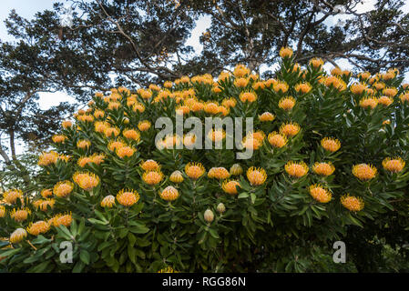 Waratah Blume, (Telopea) ist eine australische - endemische Gattung, ein gebürtiger Blume von Australien, Sydney, NSW, Australien Stockfoto