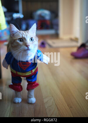 Mika die orange tabby Tragen der superman Kostüm Stockfoto