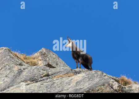 Gemse (Rupicapra rupicapra) männlichen auf felsigen Bergrücken im Winter in die Alpen in Europa stehen. Stockfoto