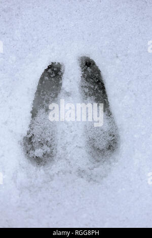 Gemse (Rupicapra rupicapra) in der Nähe der Spuren im Schnee im Winter Stockfoto