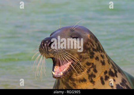 Grau Dichtung/Kegelrobbe (Halichoerus grypus), beim Schwimmen im Meer. Close-up von Kopf, großen schnurrhaare und Zähne Stockfoto