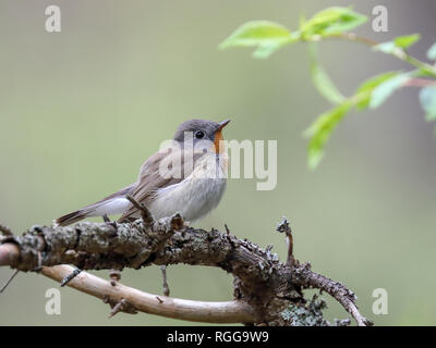 Red-breasted Schopftyrann Stockfoto