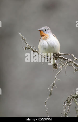 Red-breasted Schopftyrann Stockfoto