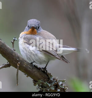 Red-breasted Schopftyrann Stockfoto