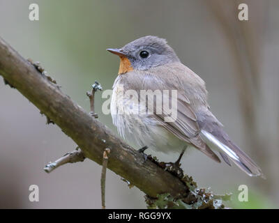 Red-breasted Schopftyrann Stockfoto