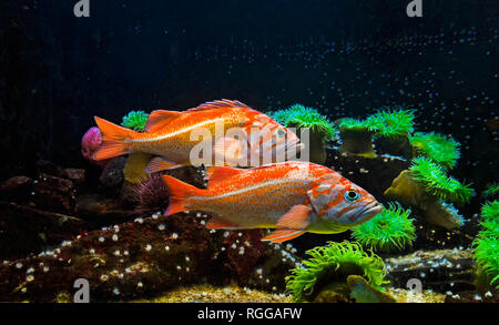 Zwei red snapper Fische schwimmen unter Wasser Stockfoto