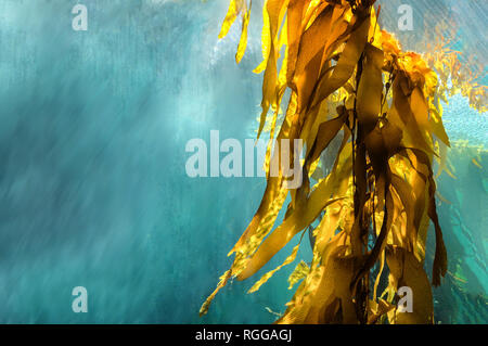 Unterwasser kelp Forest mit Lichtstrahlen und Platz kopieren Stockfoto