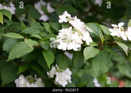 Viburnum plicatum f. tomentosum 'Kilimanjaro Sunrise' Blumen im Frühling. Japanischer Schneeball Bush. Stockfoto