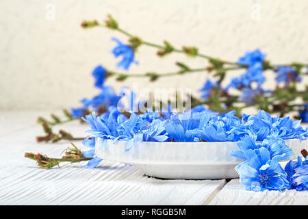 Chicorée (Cichorium intybus) Kraut in eine Schüssel geben. Alternative Medizin Konzept auf einem weißen Holztisch (selektive Fokus). Stockfoto