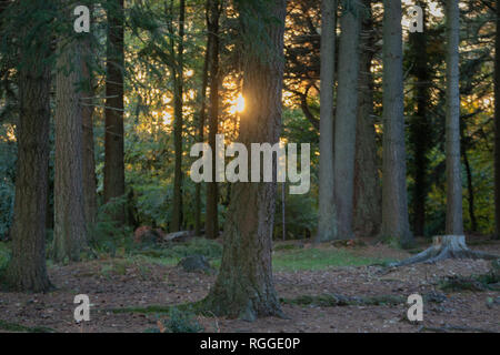 Scheint die Sonne durch die Bäume im Wald Stockfoto