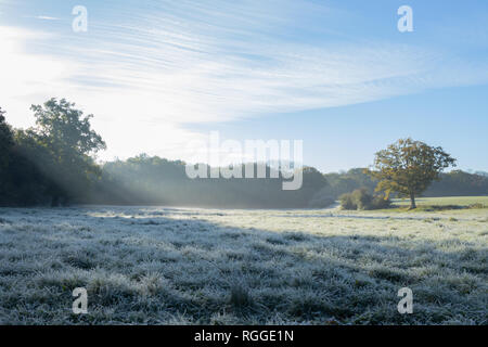Englische Landschaft Wiese mit morgen Licht scheint durch einen Baum auf einem frostigen Bereich Stockfoto