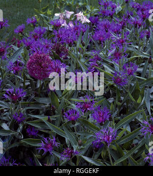 In der Nähe von blauen Centaurea mit einem violetten Allium Stockfoto