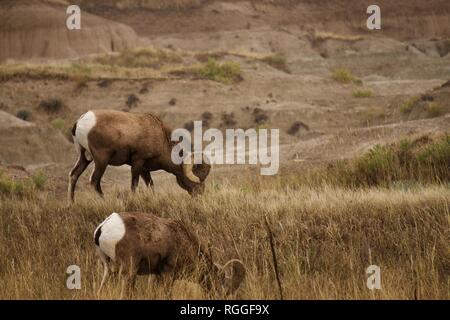 Bighorn Schafe in den Badlands National Park Stockfoto