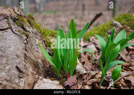 WIld Lauch/Rampen/Bärlauch (Allium tricoccum) Emerging im Frühjahr Wald