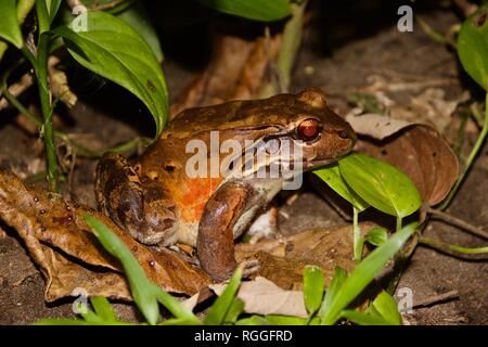 Savage's Thin-Toed Frosch, auch als Leptodactylus savagei oder Savage's Foam frog bekannt, in Costa Rica Stockfoto