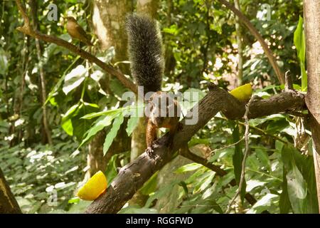 Bunte Eichhörnchen, auch bekannt als Sciurus variegatoides, ist ein Baum Eichhörnchen in Costa Rica gefunden Stockfoto