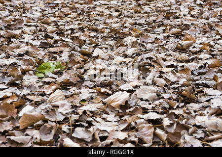 Trockene Blätter im Herbst auf dem Boden Stockfoto
