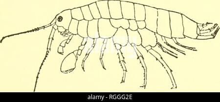 . Bulletin des Museums für Vergleichende Zoologie an der Harvard College. Zoologie. MUSEUM FÜR Vergleichende Zoologie. 3/5 um OSTRACODA. Familie CYPRIDID^. Gattung CYPRIS. Cypris Donnetii? ? Cypris Donnetii, Baird, Proc. Zoolog. Soc. London, Pt. Xviii S. 254, 1850. Sehr viele Exemplare von Cypris wurden von Herrn Garman unter den Pflanzen wachsen im seichten Wasser der "marjal an." Sie Baird's Beschreibung von C. Donnetii von Süßwasser-Teiche, Coquimbo. flagellum aus dreizehn Segmenten Antwort gesammelt. Länge des Körpers, 4 mm - in Ermangelung von mehr Proben, ich würde dies eine Vari Stockfoto