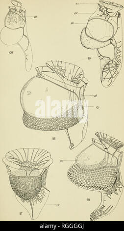 . Bulletin des Museums für Vergleichende Zoologie an der Harvard College. Zoologie; Zoologie. "Albatros" E. Pacific Ex. Dinoflagellaten, Pl.16.. K.. E. J. RandAB. S, Del.. Bitte beachten Sie, dass diese Bilder sind von der gescannten Seite Bilder, die digital für die Lesbarkeit verbessert haben mögen - Färbung und Aussehen dieser Abbildungen können nicht perfekt dem Original ähneln. extrahiert. Harvard University. Museum für Vergleichende Zoologie. Cambridge, Mass.: Das Museum Stockfoto