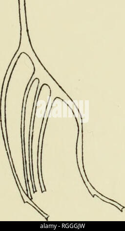 . Bulletin des Museums für Vergleichende Zoologie an der Harvard College. Zoologie; Zoologie. "Albatros" E. Pacific Ex. DlN O RIDE S, PL. 13.. Bitte beachten Sie, dass diese Bilder sind von der gescannten Seite Bilder, die digital für die Lesbarkeit verbessert haben mögen - Färbung und Aussehen dieser Abbildungen können nicht perfekt dem Original ähneln. extrahiert. Harvard University. Museum für Vergleichende Zoologie. Cambridge, Mass.: Das Museum Stockfoto