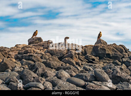 Zwei Galapagos Falken (Buteo galapagoensis) Jagd auf einen jugendlichen Galapagos Seelöwe (Zalophus wollebaeki) am Espanola Island, Galapagos, Ecuador. Stockfoto