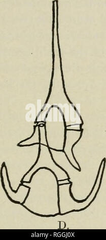 . Bulletin des Museums für Vergleichende Zoologie an der Harvard College. Zoologie; Zoologie. KOFOID: MUTATIONEN CERATIUM. 233 Mutatioyis in Ceratium. Ceratium Ketten zeigen ähnliche Phänomene, die hier beschrieben wurden von Lohmann (1908) beobachtet, die in der marine Plankton in Kiel: "Bei Versuchen Plankton in grosseu Glashafen z kultivieren fand ich bei der taglichen henkes lolland kleiner Wasserprobeu diirch Zentri-Fugieren und Filtrieren zahlreiche Ketten von ceratium Tripos, die bisher in der Ostsee nicht gefunden waren. Spiiter zeigte sich bei der Unter-suchung der Xetzfange, dass in d Stockfoto