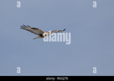 Eine grobe-legged Hawk steigt in den blauen Himmel in Wyoming. Stockfoto