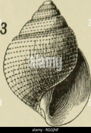 . Bulletin des Museums für Vergleichende Zoologie an der Harvard College. Zoologie; Zoologie. . Bitte beachten Sie, dass diese Bilder sind von der gescannten Seite Bilder, die digital für die Lesbarkeit verbessert haben mögen - Färbung und Aussehen dieser Abbildungen können nicht perfekt dem Original ähneln. extrahiert. Harvard University. Museum für Vergleichende Zoologie. Cambridge, Mass.: Das Museum Stockfoto
