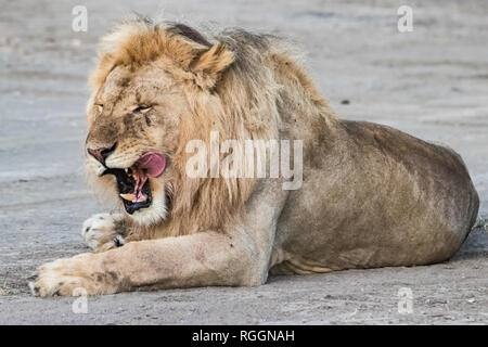 Volle Porträt eines Löwen Stockfoto