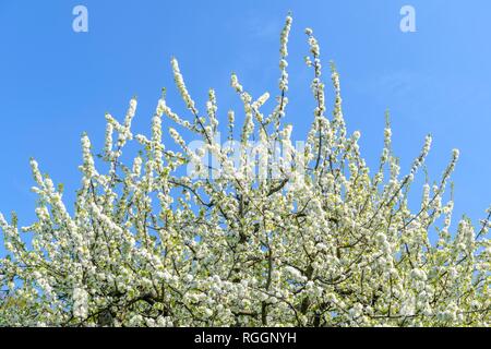 Flowering Cherry Tree Branches (Prunus) Schwäbische Alb, Baden-Württemberg, Deutschland Stockfoto