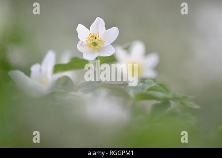 Buschwindröschen (Anemone officinalis) im Frühjahr, Sachsen-Anhalt, Deutschland Stockfoto