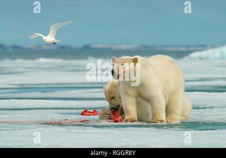 Eisbären (Ursus maritimus), junge Tiere auf der Weide auf dem Kadaver eines erfassten Dichtung, in der norwegischen Arktis Svalbard, Norwegen Stockfoto