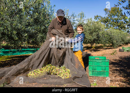 Älterer Mann und Enkel Olivenernte zusammen im Orchard Stockfoto