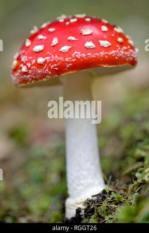 Fly agaric (Amanita muscaria), Fruchtkörper, Nationalpark Hohe Tauern, Kärnten, Österreich Stockfoto