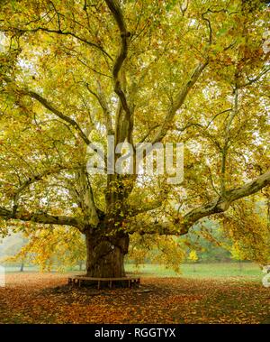 Riesigen Platane (Platanus) im Park, Herbst, Naumburg, Sachsen-Anhalt, Deutschland Stockfoto