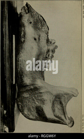 . Bulletin der geologischen Gesellschaft von Amerika. Geologie. . Bitte beachten Sie, dass diese Bilder sind von der gescannten Seite Bilder, die digital für die Lesbarkeit verbessert haben mögen - Färbung und Aussehen dieser Abbildungen können nicht perfekt dem Original ähneln. extrahiert. Geologische Gesellschaft von Amerika. [New York: Die Gesellschaft] Stockfoto