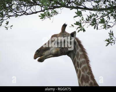 Giraffen Kopf unter Zweige mit Blättern in den Krüger National Park, Südafrika. Stockfoto