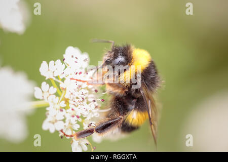 Bumblebee saugen Blütenstaub von einer Blume in einem portugiesischen Wiese Stockfoto