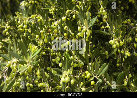 Olive Tree in einem Olivenhain. Wachsenden Olivenbäumen in der Landwirtschaft. Obst Oliven auf einen Baum im Garten. Stockfoto