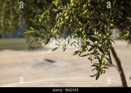 Olive Tree in einem Olivenhain. Wachsenden Olivenbäumen in der Landwirtschaft. Obst Oliven auf einen Baum im Garten. Stockfoto