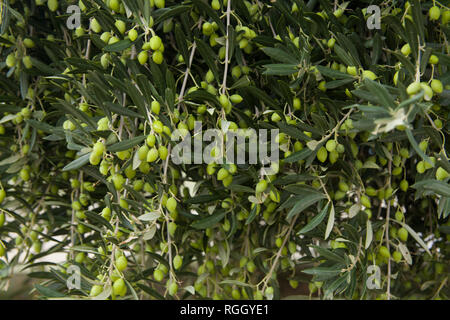 Olive Tree in einem Olivenhain. Wachsenden Olivenbäumen in der Landwirtschaft. Obst Oliven auf einen Baum im Garten. Stockfoto