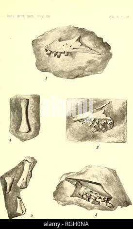 . Bulletin der Abteilung für Geologie. Geologie. . Bitte beachten Sie, dass diese Bilder sind von der gescannten Seite Bilder, die digital für die Lesbarkeit verbessert haben mögen - Färbung und Aussehen dieser Abbildungen können nicht perfekt dem Original ähneln. extrahiert. Universität von Kalifornien, Berkeley. Abt. der Geologie. Berkeley: University Press Stockfoto