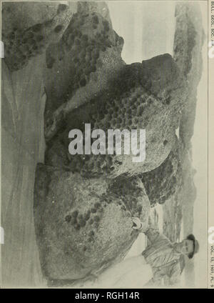 . Bulletin der geologischen Gesellschaft von Amerika. Geologie. . Bitte beachten Sie, dass diese Bilder sind von der gescannten Seite Bilder, die digital für die Lesbarkeit verbessert haben mögen - Färbung und Aussehen dieser Abbildungen können nicht perfekt dem Original ähneln. extrahiert. Geologische Gesellschaft von Amerika. [New York: Die Gesellschaft] Stockfoto