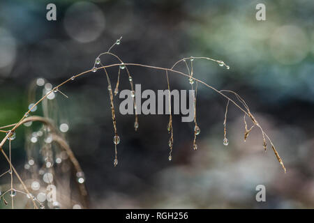 Wassertropfen auf einem bogenförmigen Pflanzenstamm Stockfoto
