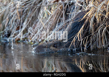 Die biberratte (NUTRIA) Myocaster Fütterung auf einem FAT-Kugel im Naturschutzgebiet Moenchbruch in der Nähe von Frankfurt, Deutschland. Stockfoto