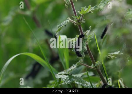 Larven fressen an Brennnesseln Stockfoto